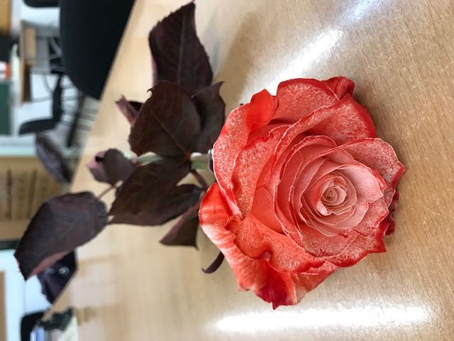 Taller de Sant Jordi 3 ESO